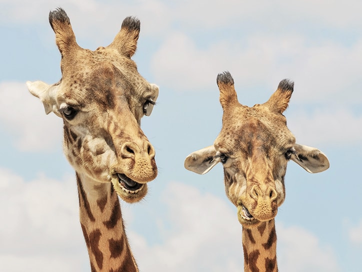 25 Amazing Facts You Didn’t Know About Animals 25 Amazing Facts You Didn’t Know About Animals